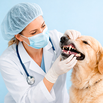 Стоматолог