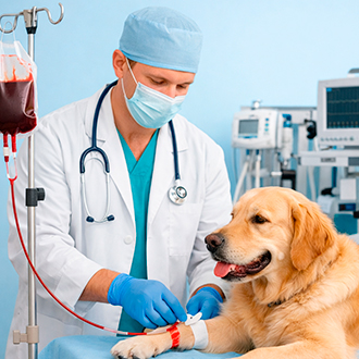 Трансфузиолог